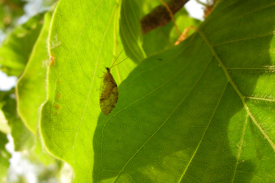 Hemerobius humulinus